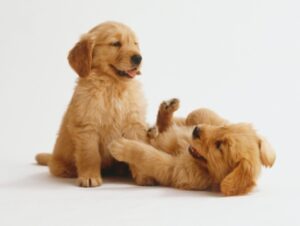 Here's Where To Find the Best Supplies For Your New Puppy