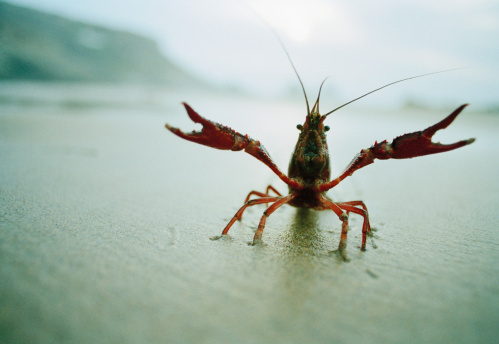 Consider the Crayfish: The Best Aquatic Pet (That’s Not a Fish)