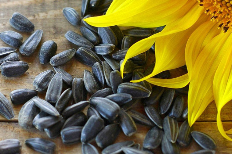 Why black oil sunflower seeds should be in your birdfeeder