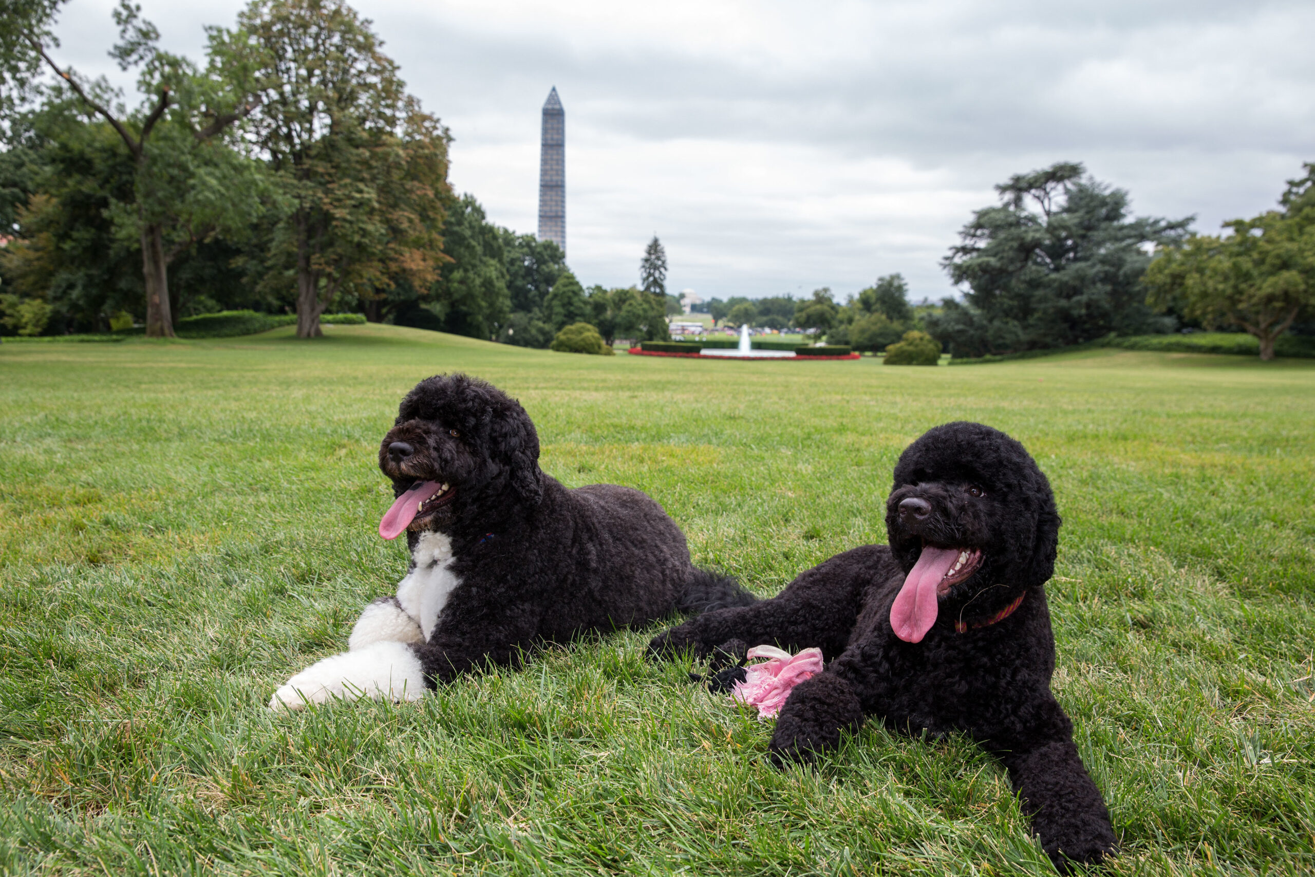 6 Cutest and Friendliest Hypoallergenic Dog Breeds