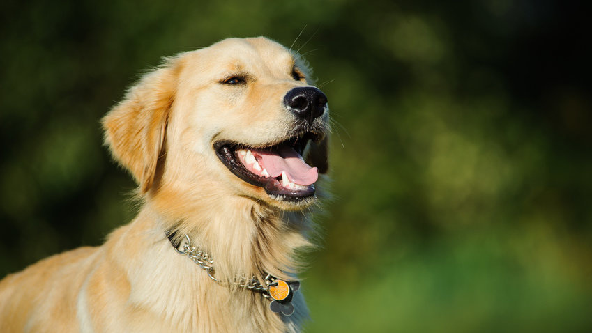 Why Our Golden Retriever Loves Super Chewer BarkBox