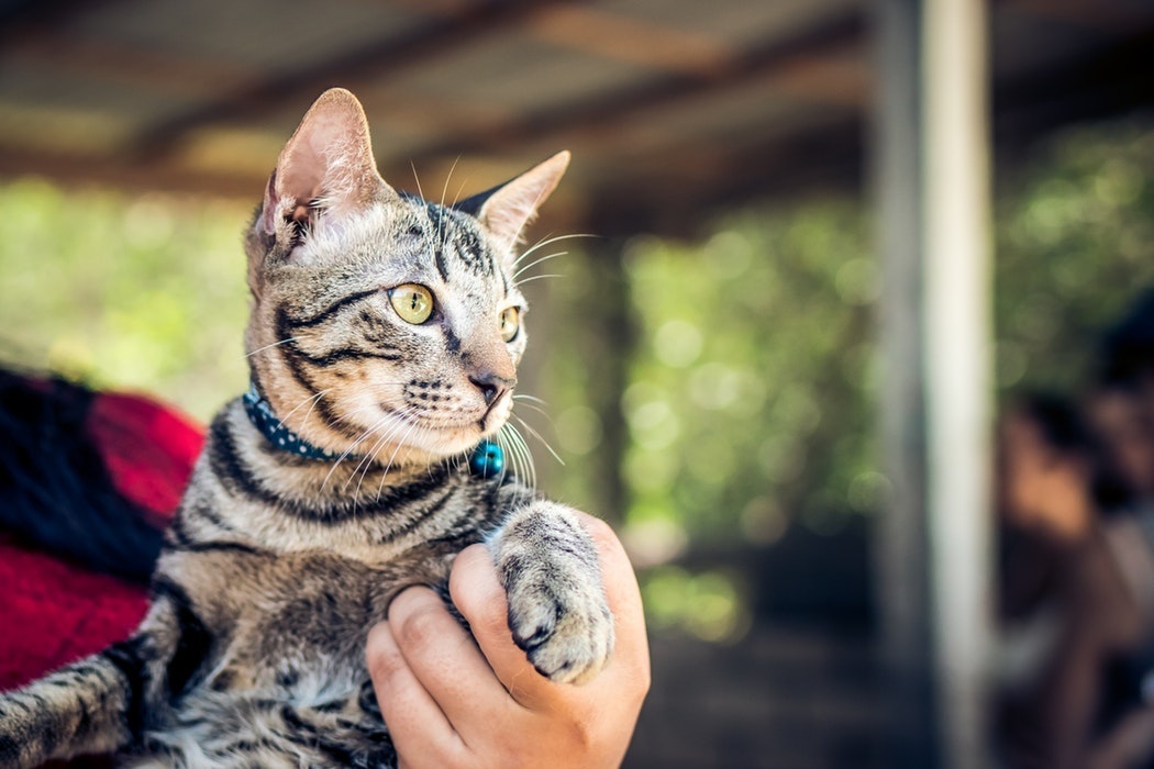 The Best Kitty Litters for your Feline Friends