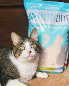 Cat Lovers: Everything You Need to Know About This Awesome Kitty Litter