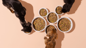 We Reviewed All The Best Dog Foods And This One Came Out On Top