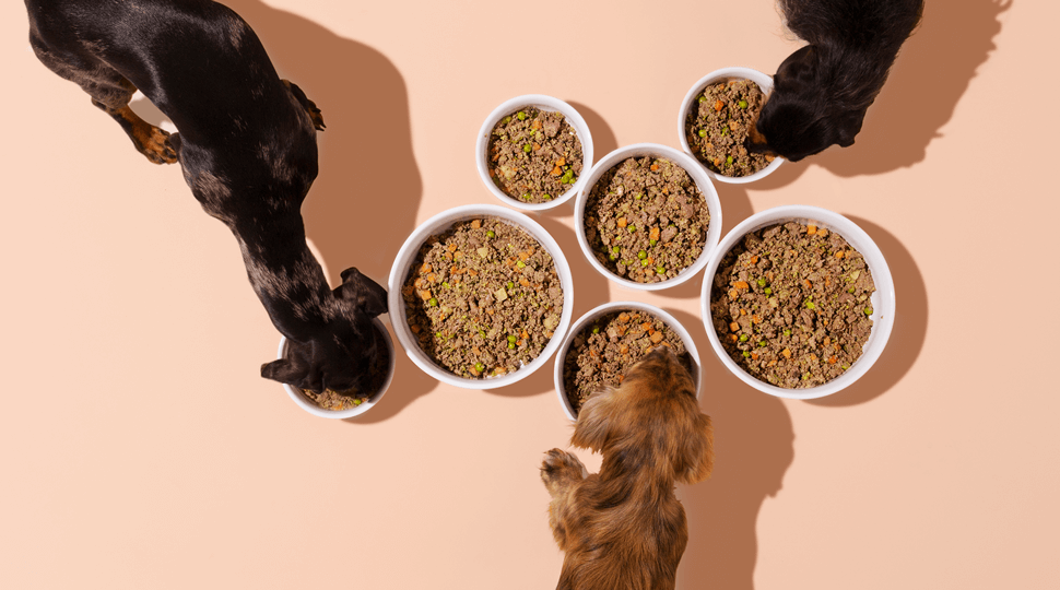 We Reviewed All The Best Dog Foods And This One Came Out On Top