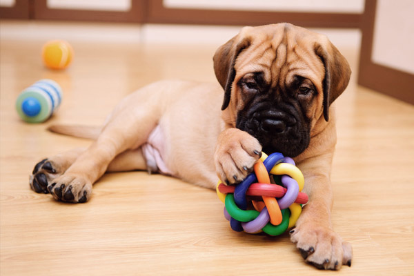 The Best Interactive Dog Toys