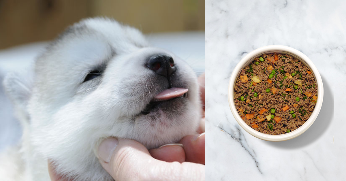 4 Reasons Why Your Dog Needs Human-Grade Food