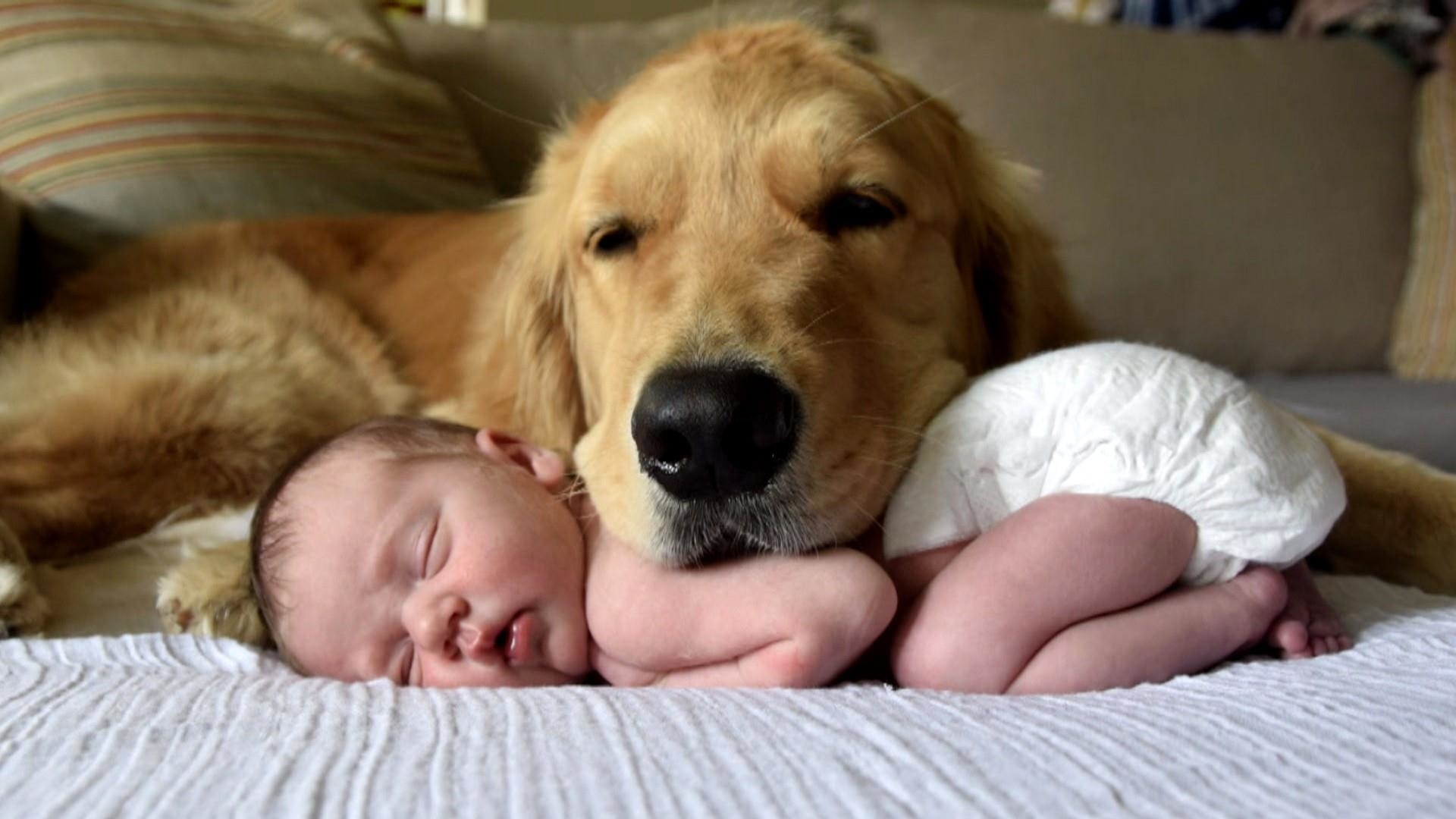 6 Best Dogs for Young Children