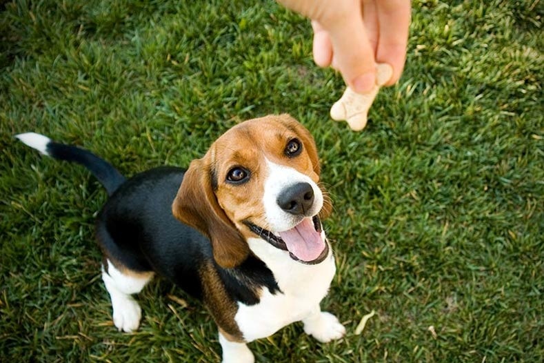 Healthiest Dog Treats