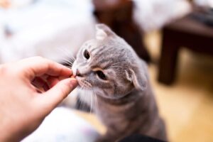 The Healthiest Cat Treats