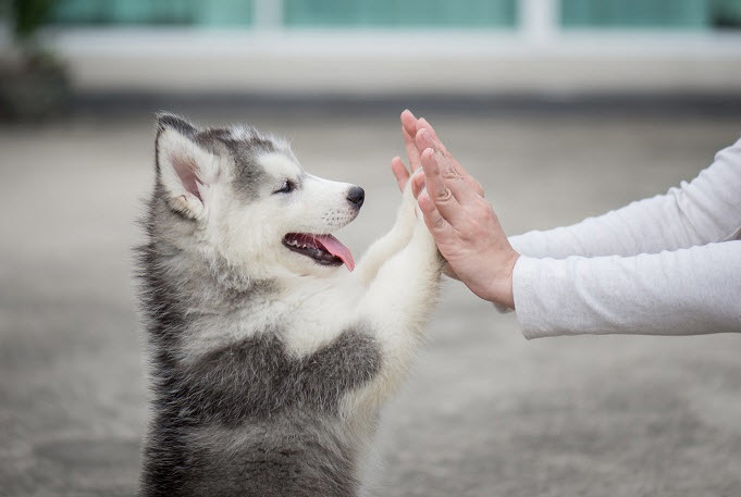 The Top 6 Best Photo Books About Dogs