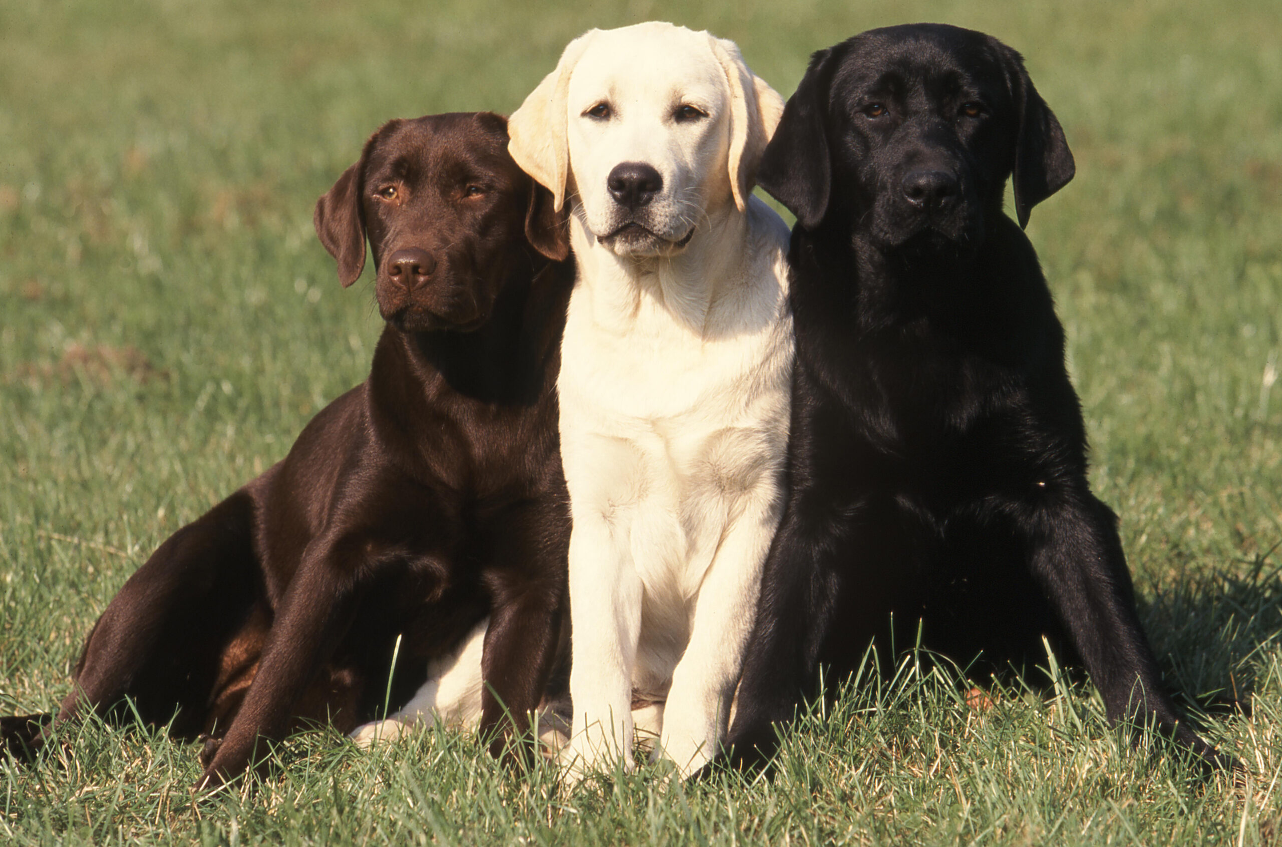 How Feeding Your Dog The Right Food Can Add A Few More Years Onto Their Lives