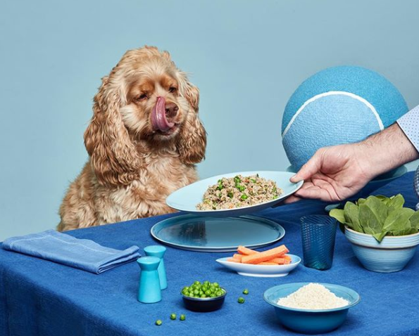 5 Reasons Ollie Is The Best Way To Help Any Dog Live Their Healthiest Life