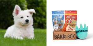 The Best Treats To Help Calm Anxious Dogs From BarkBox