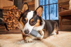 Is Your Dog On Your Holiday List? Super Chewer's Got The Gift For You