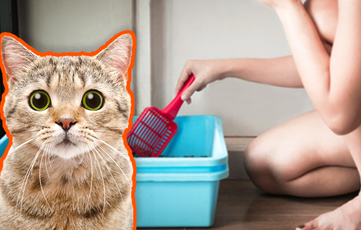 Crystal vs. Clay: Which Litter Should Your Cat Be Using?