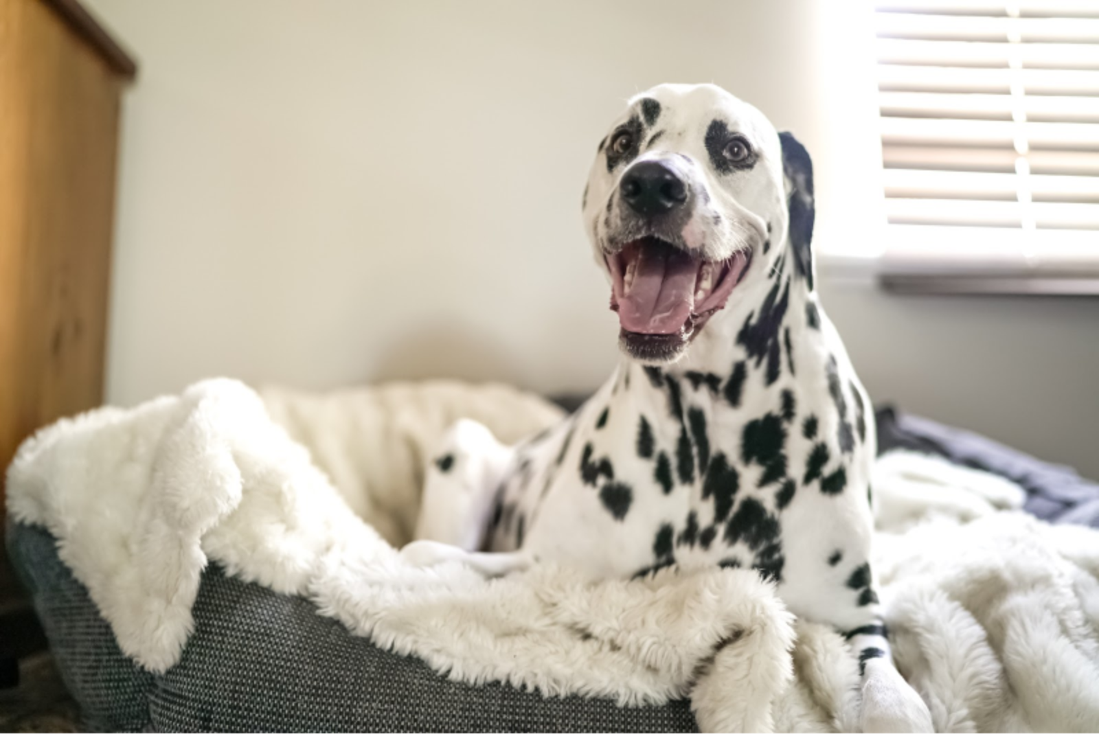 5 Reasons Why PetHonesty Can Help Your Pup Live A Long & Happy Life