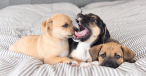 Our Editors Made A Checklist For New Puppy Owners