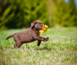 Getting A New Puppy? Here's What You Need To Know