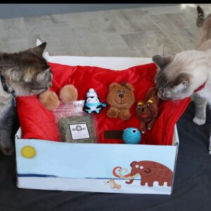 What's The Big Deal With BoxDog and BoxCat?