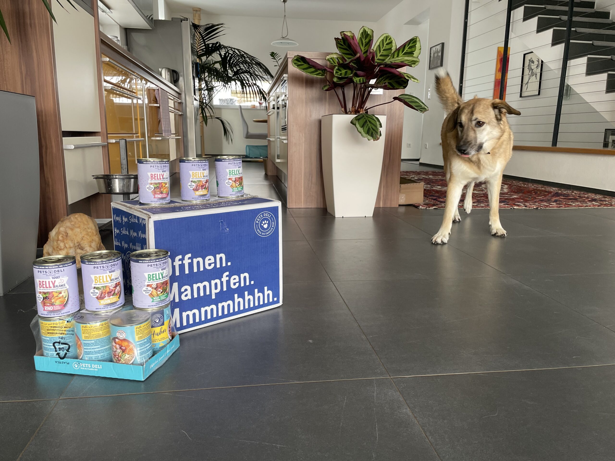 Verdauungsprobleme vom Hundefutter? Warum ich Pets Deli empfehle