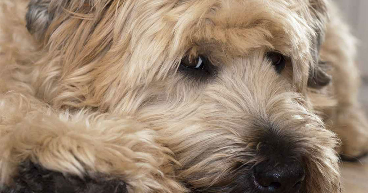 Long hair wheaten terrier best sale