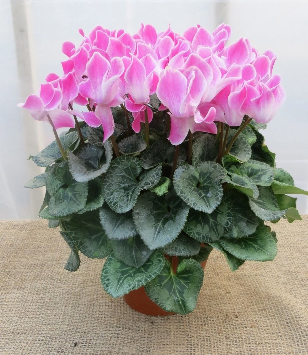 cyclamen