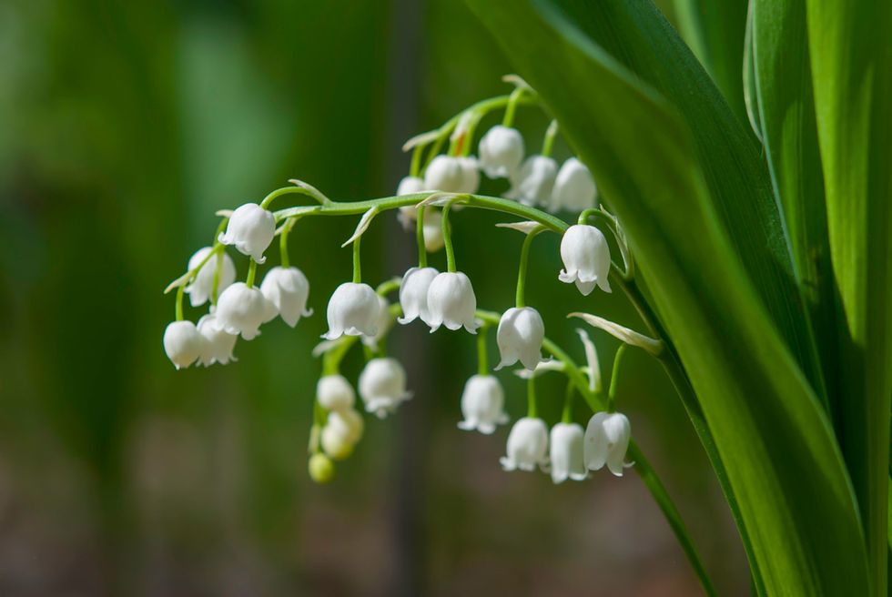 lily of the valley