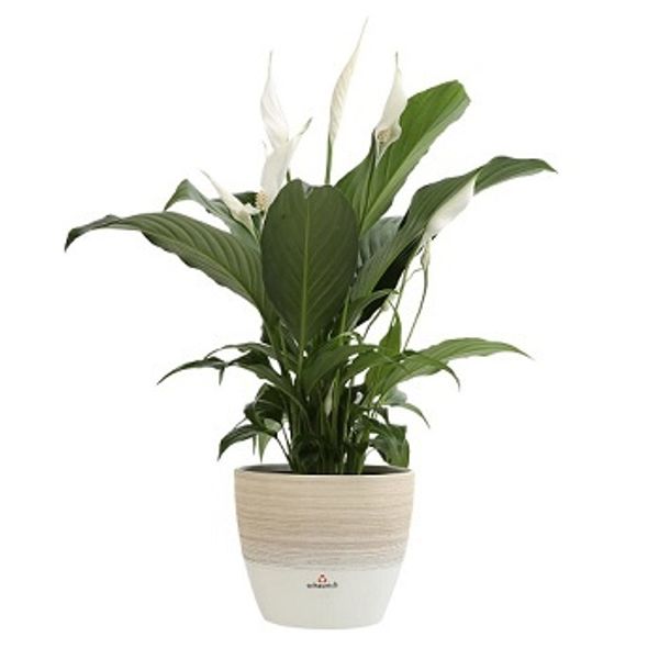 peace lily