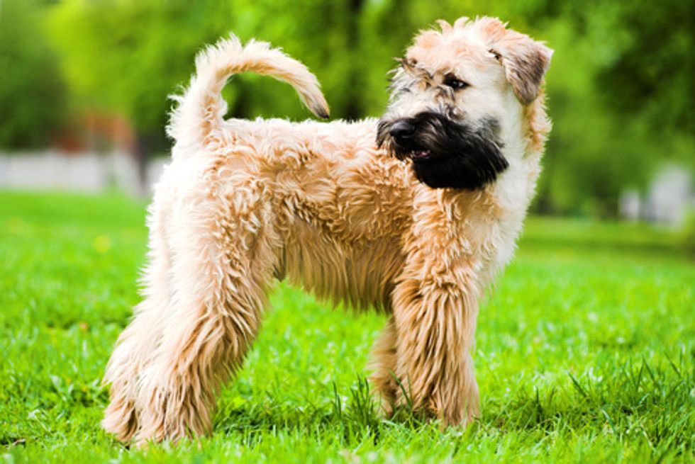 Well groomed Wheaten Terrier