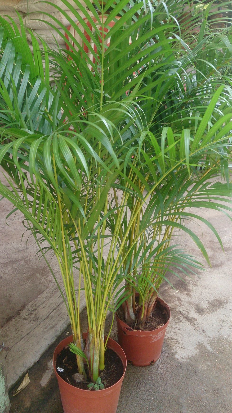 Areca Palm