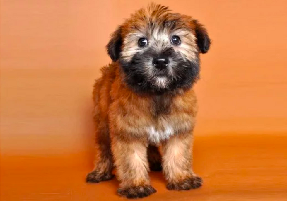 Wheaten Terrier Puppy