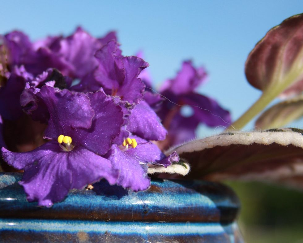 African Violet