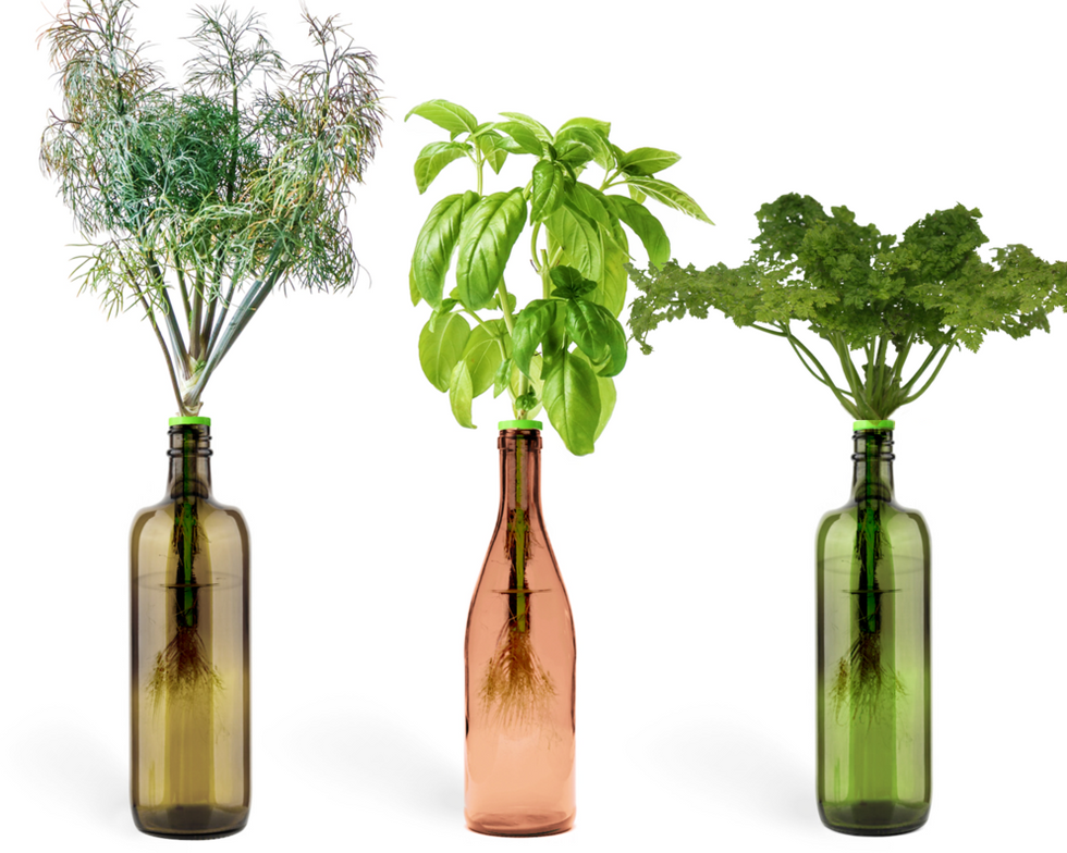 Bottle Garden