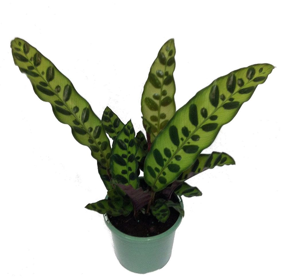 Rattlesnake Plant