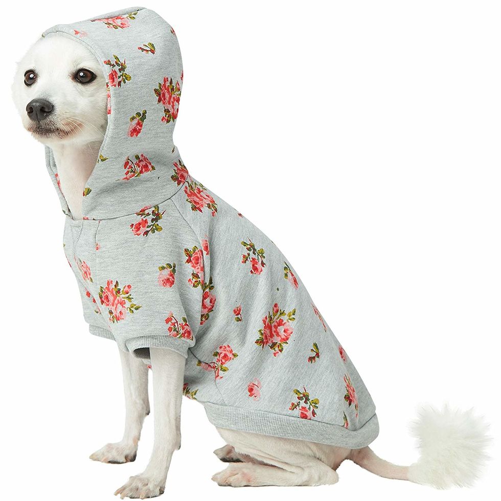 blueberry dog hoodie