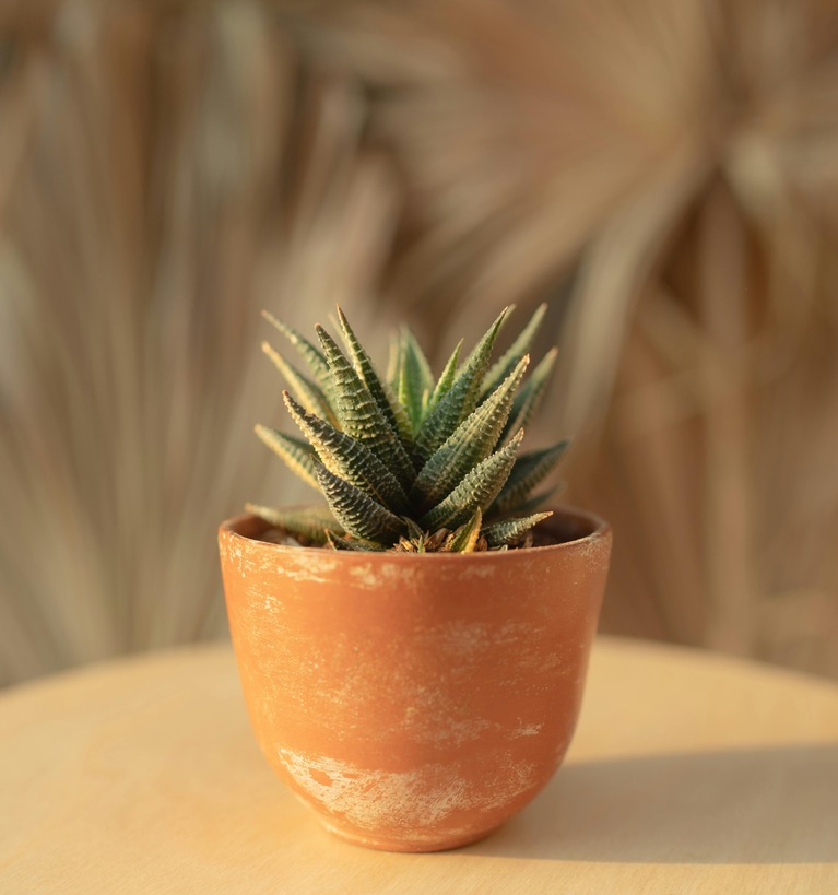 Haworthia