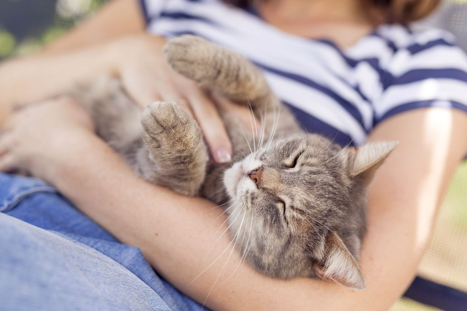 How Vets Tackle Cat Allergies with Science-Backed Solutions