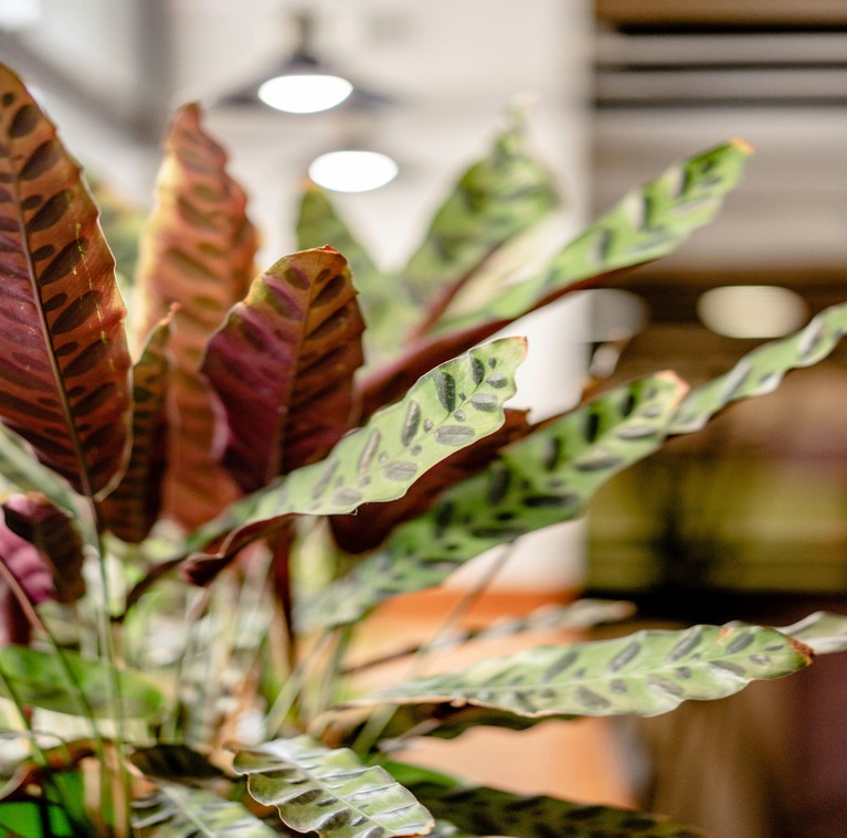 Rattlesnake Plant