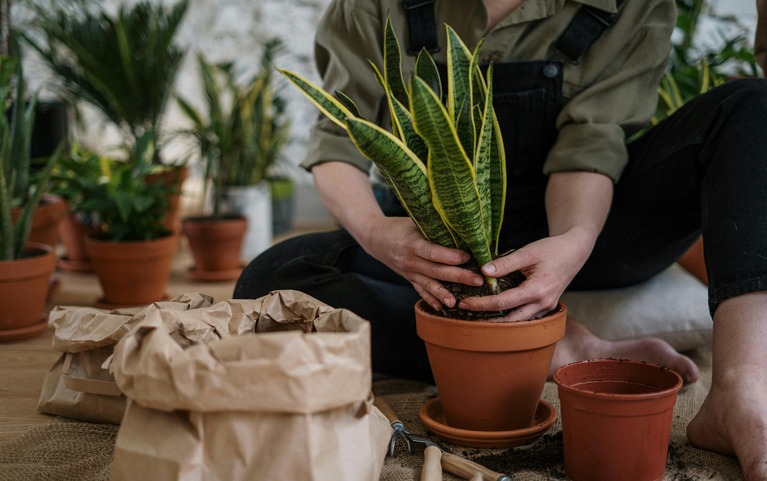 Spider Plant