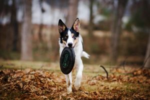 Collie Dog 