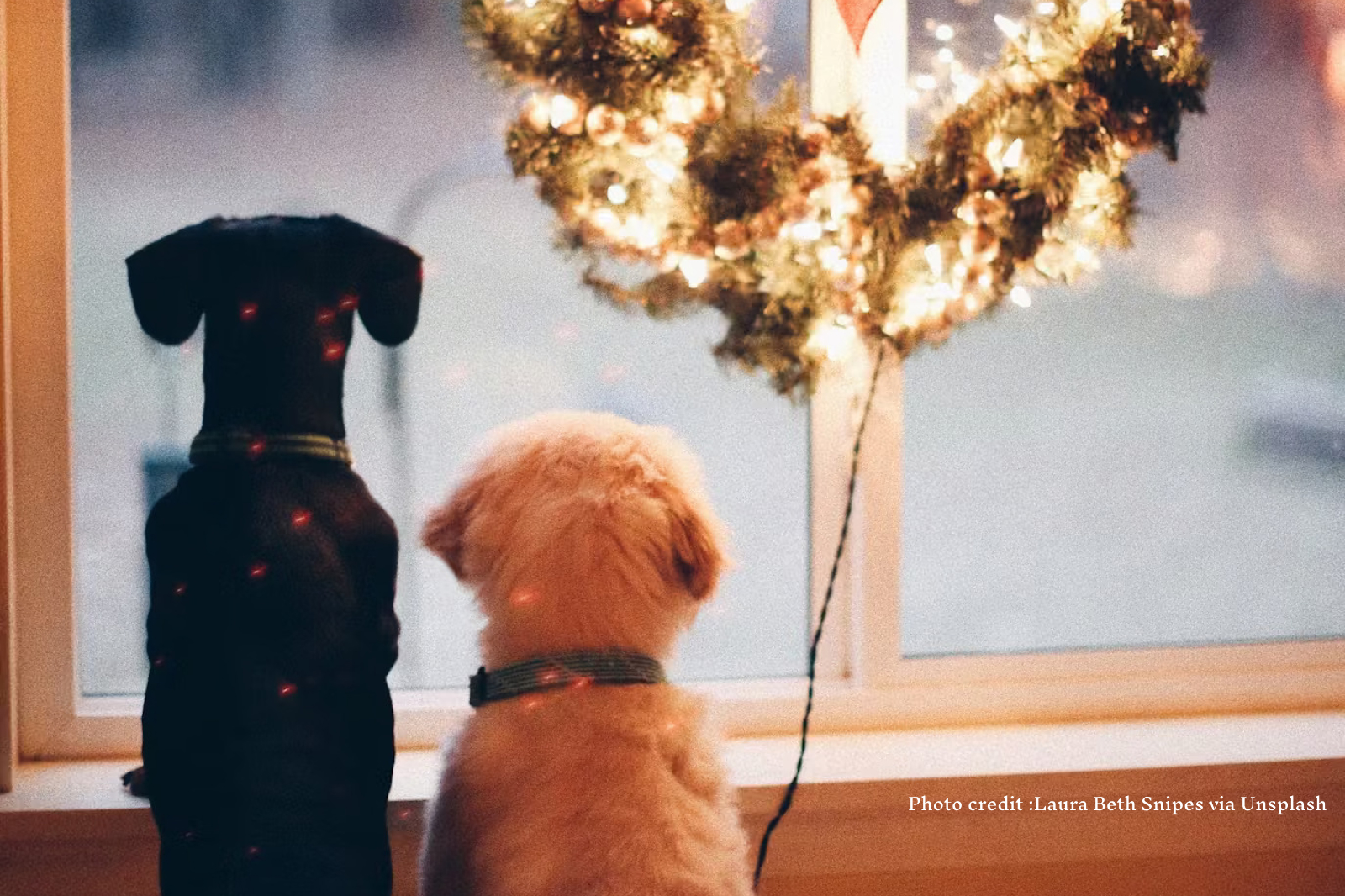 What to Get Your Pet for the Holidays