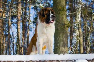 Saint Bernard 