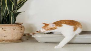 5 Best Litter Boxes