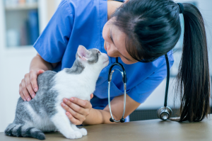 How Vets Tackle Cat Allergies with Science-Backed Solutions