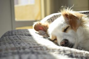 How Ultra Strength CBD Softgels Ease Chronic Pain in Dogs